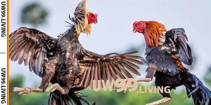 Hướng dẫn tham gia cá cược